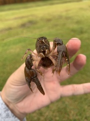 Creaserinus hedgpethi