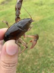 Creaserinus hedgpethi