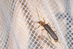 Nacerdes carniolica