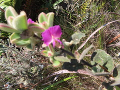 Podalyria hirsuta