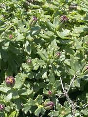 Bajacalia tridentata