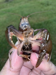 Creaserinus hedgpethi