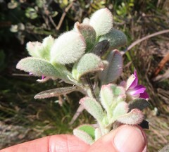 Podalyria hirsuta