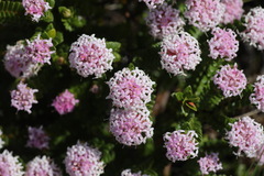 Pimelea ferruginea