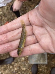 Etheostoma zonale