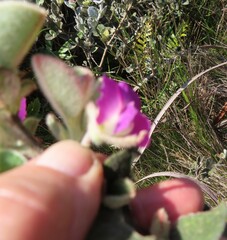 Podalyria hirsuta