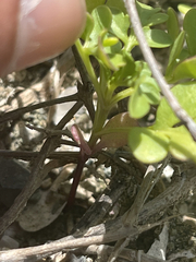 Coreocarpus parthenioides parthenioides