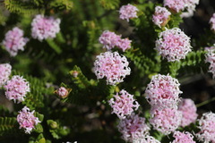 Pimelea ferruginea