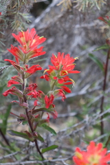 Castilleja affinis