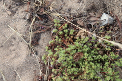 Lastarriaea coriacea