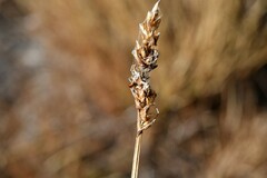 Carex phaeocephala