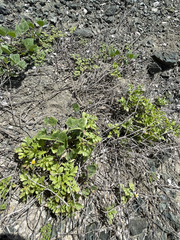 Coreocarpus parthenioides parthenioides