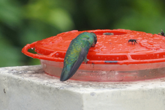 Anthracothorax nigricollis