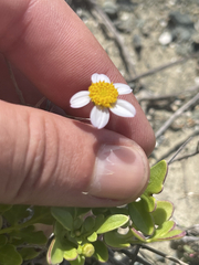 Coreocarpus parthenioides parthenioides