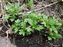 Artemisia princeps