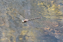 Spinaeschna tripunctata