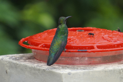 Anthracothorax nigricollis