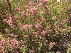 Erica brevifolia