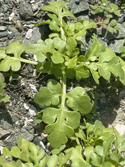 Coreocarpus parthenioides parthenioides
