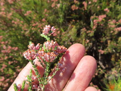 Erica brevifolia