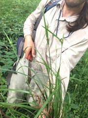 Carex blanda