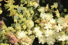 Acacia littorea
