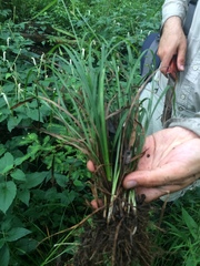 Carex blanda