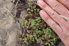 Lastarriaea coriacea