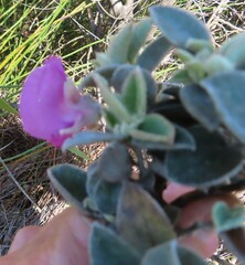 Podalyria hirsuta