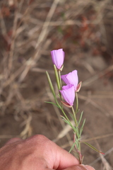 Clarkia