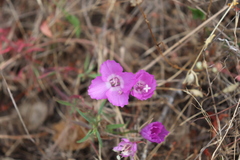 Clarkia