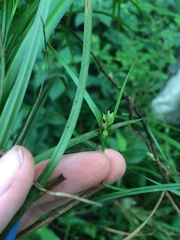 Carex blanda