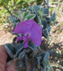 Podalyria hirsuta