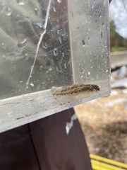 Etheostoma planasaxatile