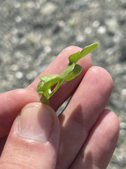 Coreocarpus parthenioides parthenioides