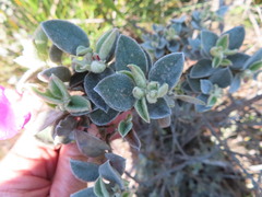 Podalyria hirsuta