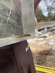 Etheostoma planasaxatile