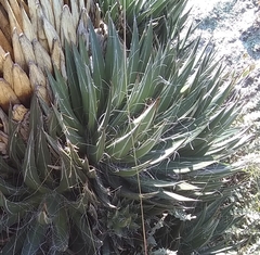 Agave filifera