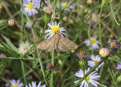 Herpetogramma phaeopteralis