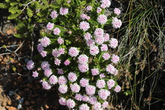 Pimelea ferruginea