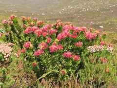Leucospermum oleifolium