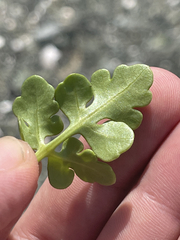 Coreocarpus parthenioides parthenioides