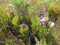 Protea speciosa