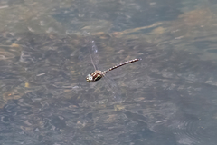 Spinaeschna tripunctata