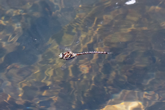 Spinaeschna tripunctata