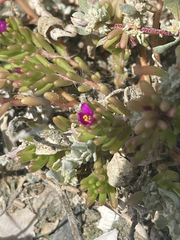 Portulaca californica