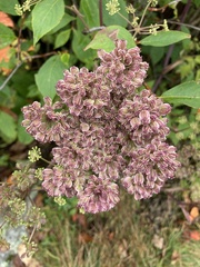 Angelica triquinata