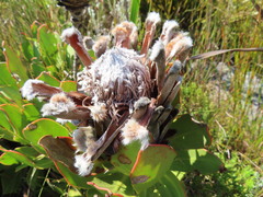 Protea speciosa