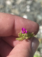 Portulaca californica