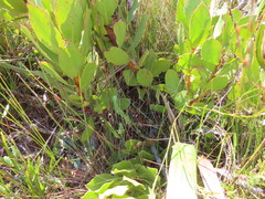 Protea speciosa